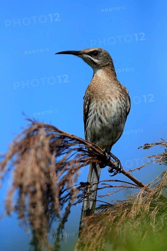 Cape Honeybird (Promerops cafer), adult, male, perch, Kirstenbosch Botanical Gardens, Cape Town, South Africa