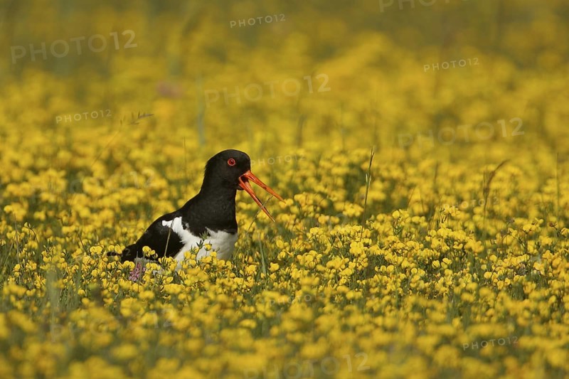 Eurasian Oystercatcher (Haematopus ostralegus) calling, Texel, Netherlands
