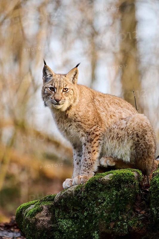 Eurasian lynx (Lynx lynx) sitting on a rock, Bavaria, Germany