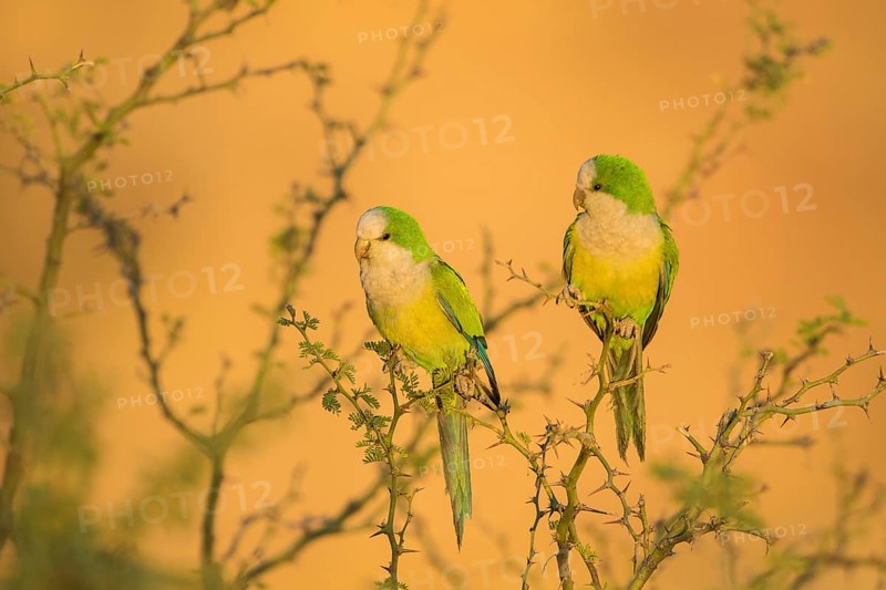 Cliff Parakeet (Myiopsitta luchsi) pair perched on a branch, Bolivia