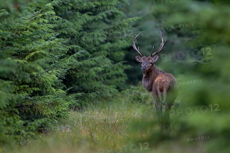 Clearly visible forest aisles offer ideal opportunities to photograph red deer (Cervus elaphus), rutting season, rutting, September, Denmark
