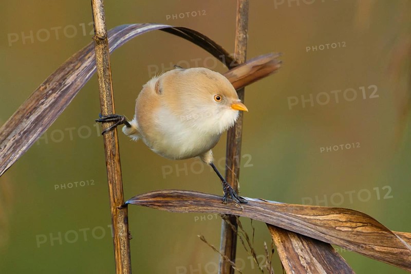 Bartmeise adult weibl