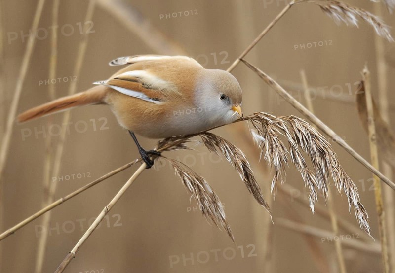 Bearded Reedling (Panurus biarmicus) female, Mecklenburg-Western Pomerania, Germany