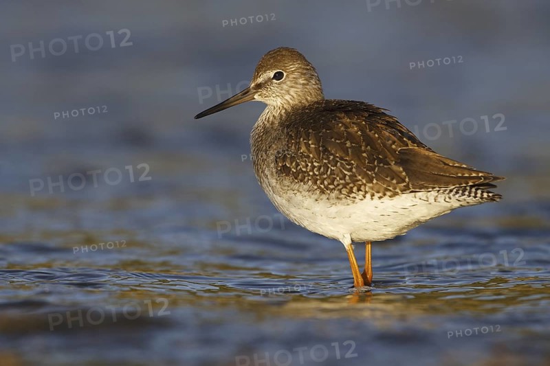 Common Redshank (Tringa totanus), Asturias, Spain