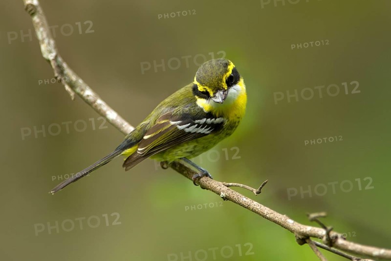 Yellow-breasted Boatbill (Machaerirhynchus flaviventer secundus) female, Queensland, Australia