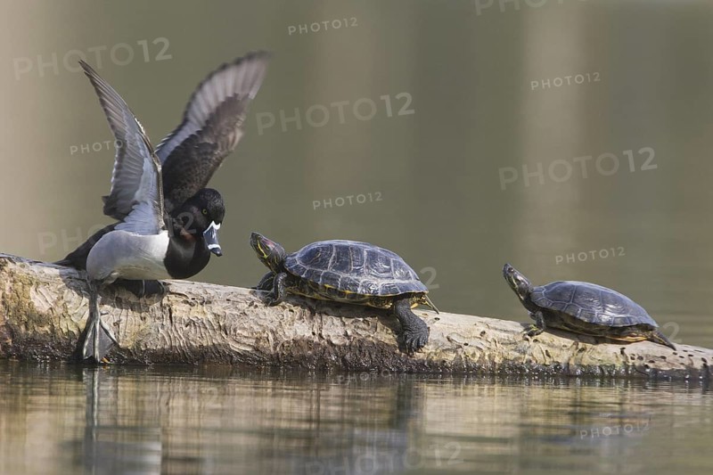 A Ring-necked readies to enter the water and leave the company of 2 Red-eared Slider Turtles