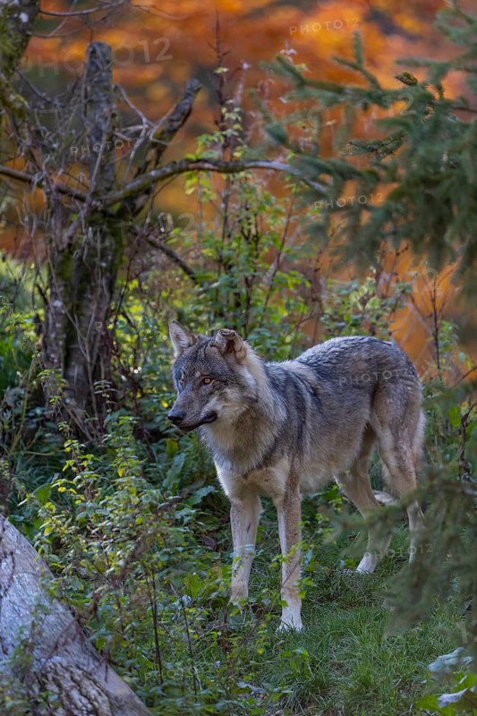 One eurasian gray wolf (Canis lupus lupus) standing on a log on a small hill with a bright and colourful fall foliage in the background