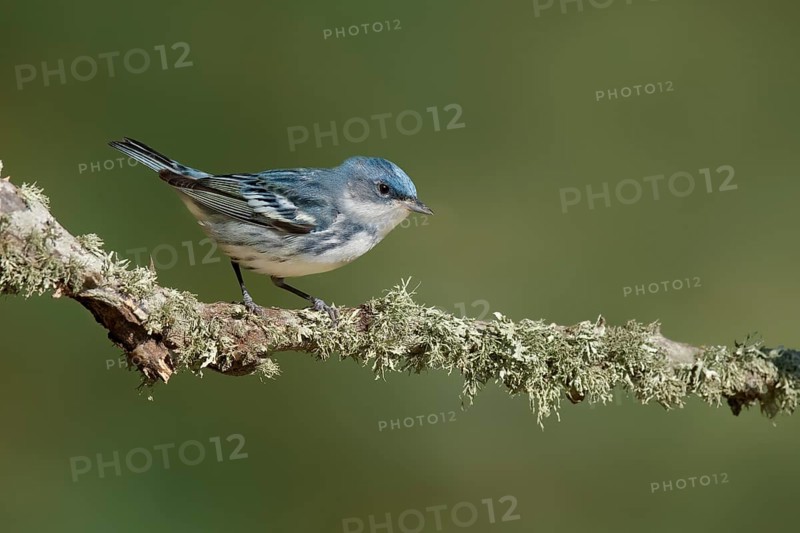 Cerulean Warbler (Setophaga cerulea) male, Texas, USA