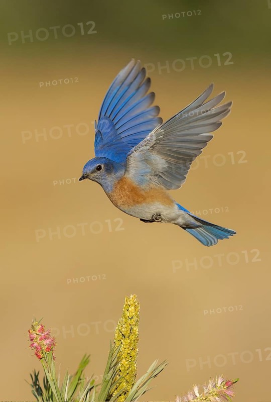 Western Bluebird (Sialia mexicana) male flying, California, USA