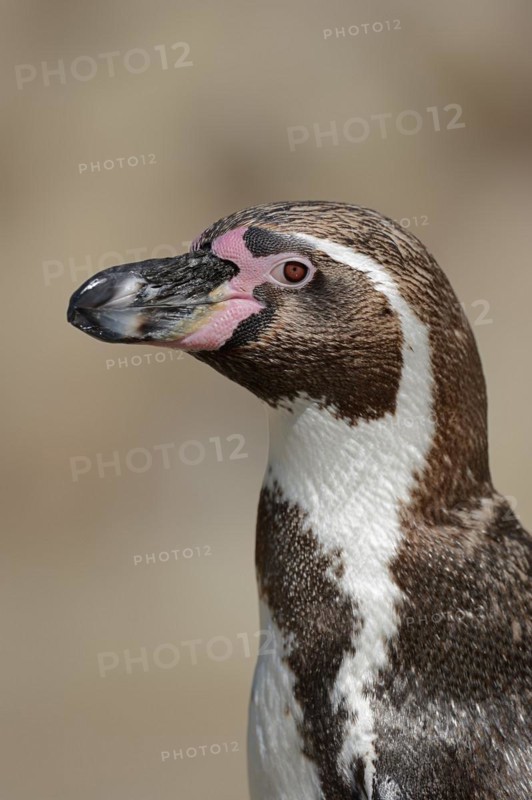Humboldt penguin (Spheniscus humboldti), captive, occurring in South America