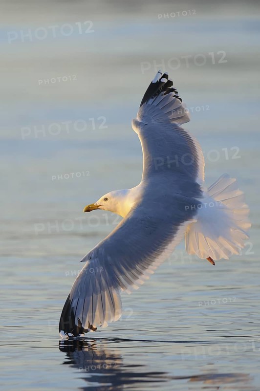 European Herring Gull (Larus argentatus) flying, Nord-Trondelag, Norway