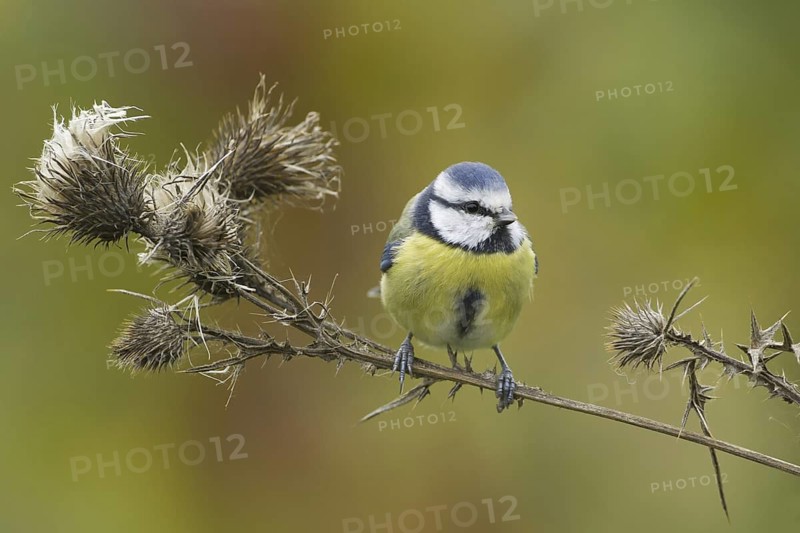 Eurasian Blue Tit (Cyanistes caeruleus), Rhineland-Palatinate, Germany