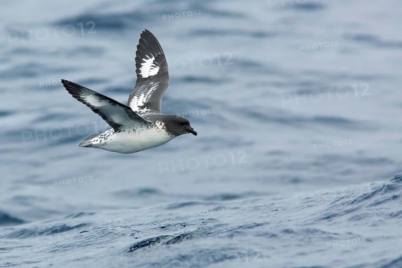 Cape Petrel (Daption capense) flying, Victoria, Australia