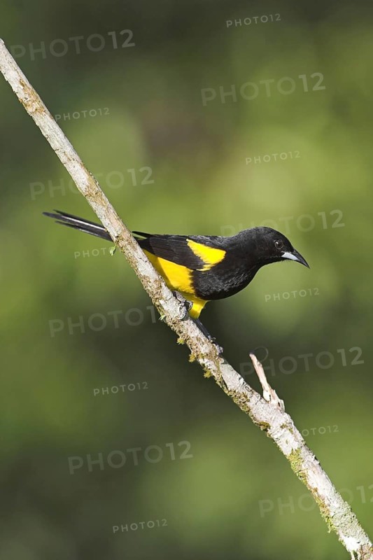 Black-cowled Oriole (Icterus prosthemelas), Costa Rica