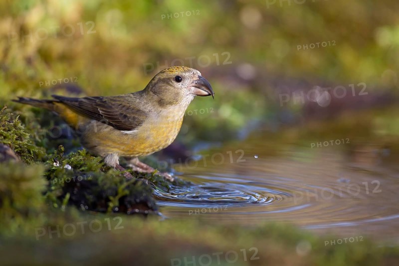 Common crossbill (Loxia curvirostra) adult female bird at a woodland water pool, Norfolk, England, United Kingdom
