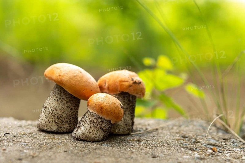Group of three orange-cap boletus mushrooms, also known as Orange Birch Bolete (Leccinum versipelle), growing on a forest floor, surrounded by lush greenery