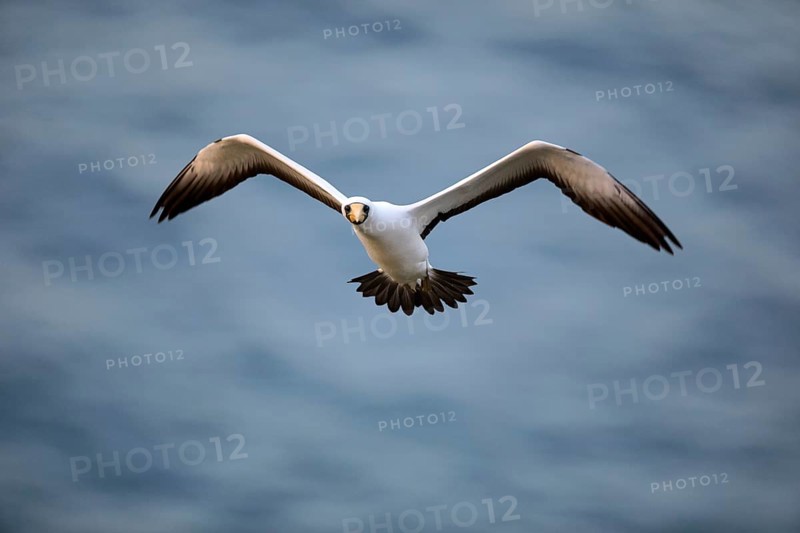 Masked Booby (Sula dactylatra tasmani) flying, Norfolk Island