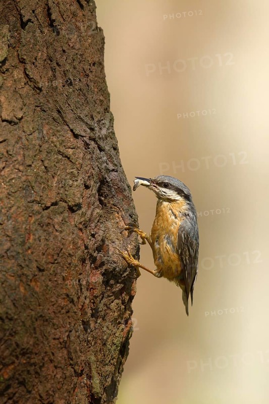 Eurasian Nuthatch (Sitta europaea) feeds at nesting hole, Utrecht, Netherlands