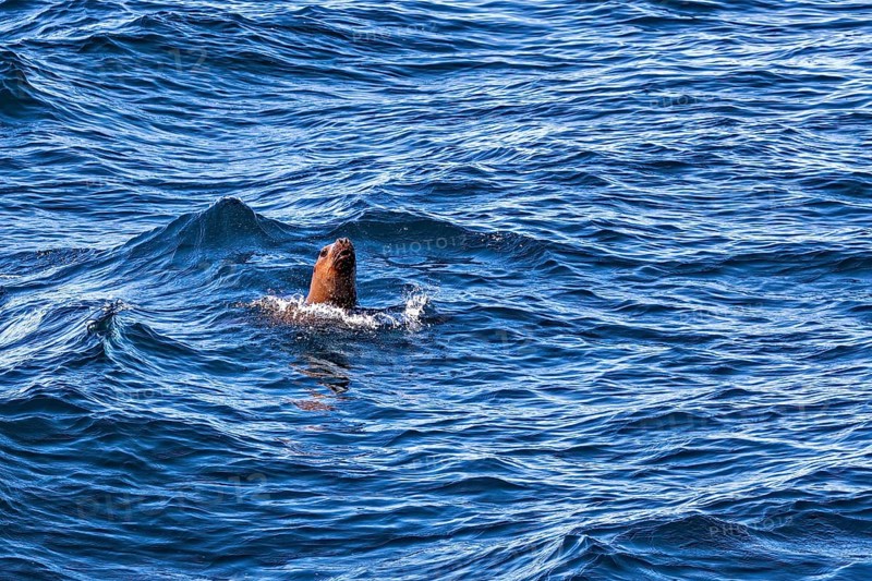 A sea lion emerges from the blue waves of the ocean, surrounded by peaceful nature and dynamic water, A Steller sea lion (Eumetopias jubatus) near Puerto Madryn in Argentina