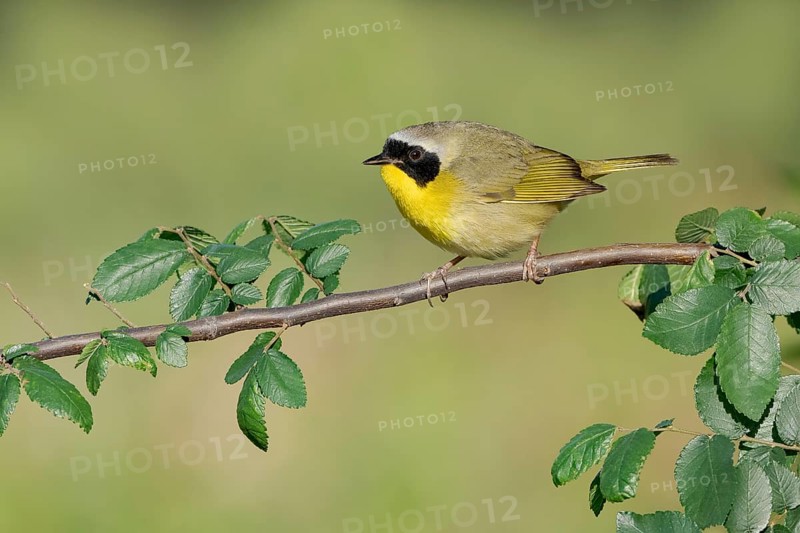 Common Yellowthroat (Geothlypis trichas) perched on a branch, British Columbia, Canada