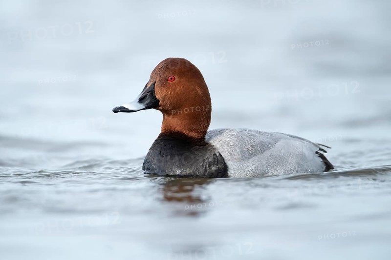 Common pochard (Aythya ferina) adult male duck on a lake, England, United Kingdom
