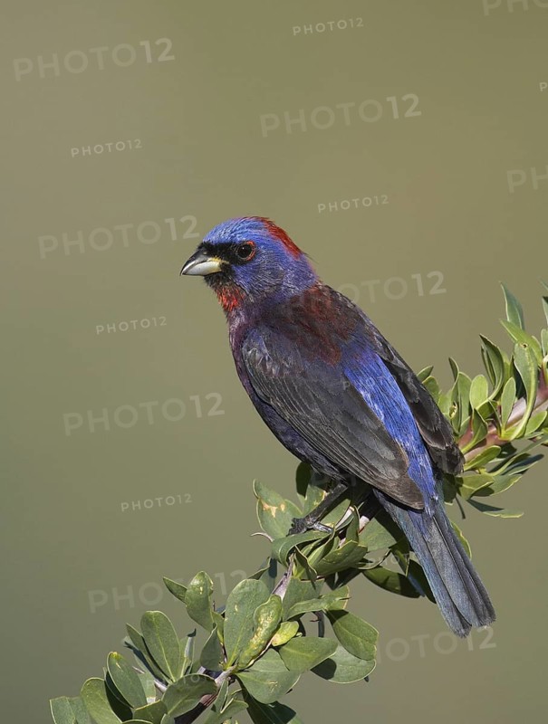 Varied Bunting (Passerina versicolor), Arizona, USA