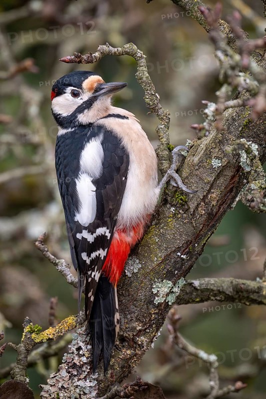 Great spotted woodpecker (Dendrocopos major) on an old pear tree with moss-covered branches, Baden-Württemberg, Germany