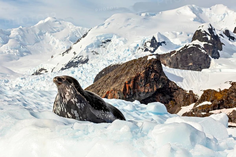 Seal on an ice floe with snow-covered mountains in the background, A seal rests on the ice surrounded by snow-covered mountains in a cold Arctic landscape, Weddell seal (Leptonychotes weddellii) on an ice floe in the Antarctic