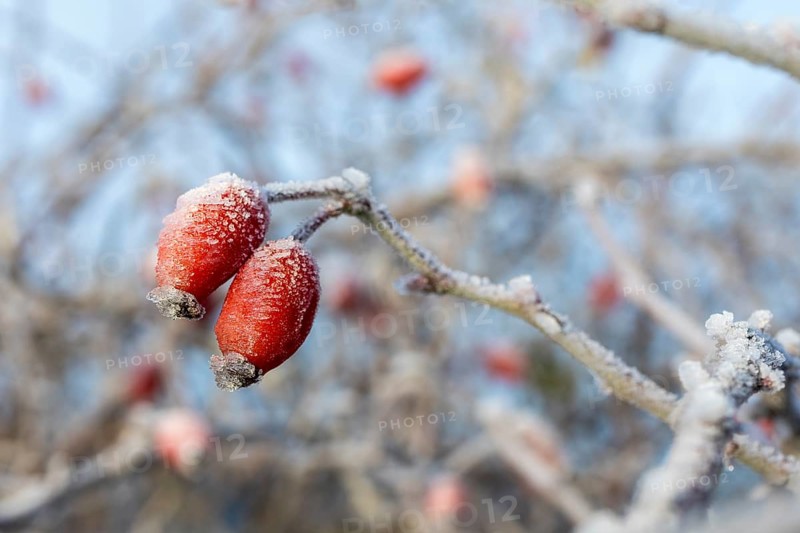 2 rose hips with hoarfrost in autumn, Saxony, Germany