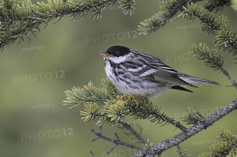 Blackpoll Warbler (Setophaga striata), Alaska, USA