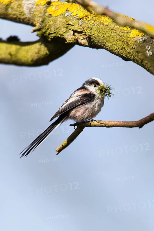 Long-tailed tit (Aegithalos caudatus) adult male, sitting on a branch with moss as nesting material in its beak, Hesse, Germany