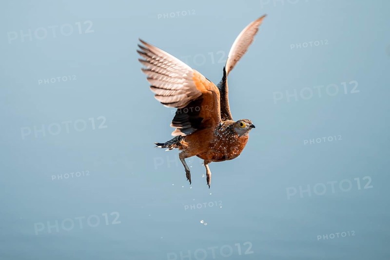 Burchell's sandgrouse (Pterocles burchelli) in flight, Savuti, Chobe Nationalpark, Botswana
