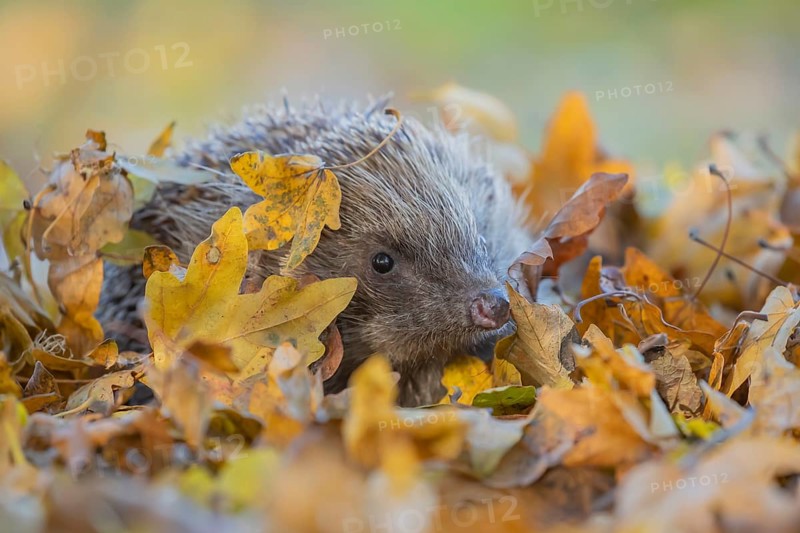 European hedgehog (Erinaceus europaeus) adult animal in a pile of fallen autumn colour leaves in a garden, Suffolk, England, United Kingdom