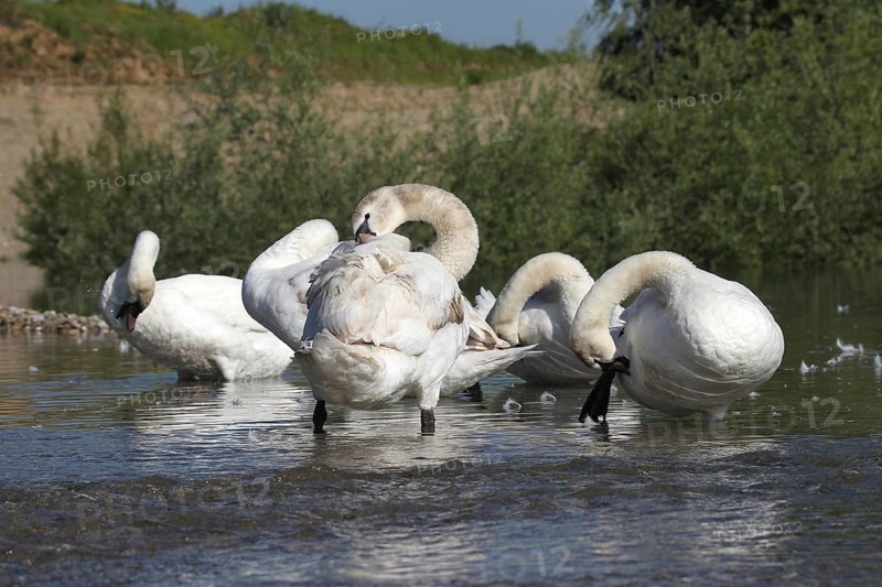 Mute swan (Cygnus olor) Feather care in the shallow water of a gravel pit, Allgäu, Bavaria, Germany, Allgäu, Bavaria, Germany