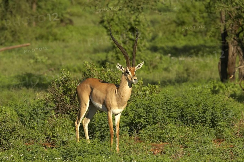 Grant's Gazelle (Nanger granti) male standing amongst vegetation, Samburu National Reserve, Kenya