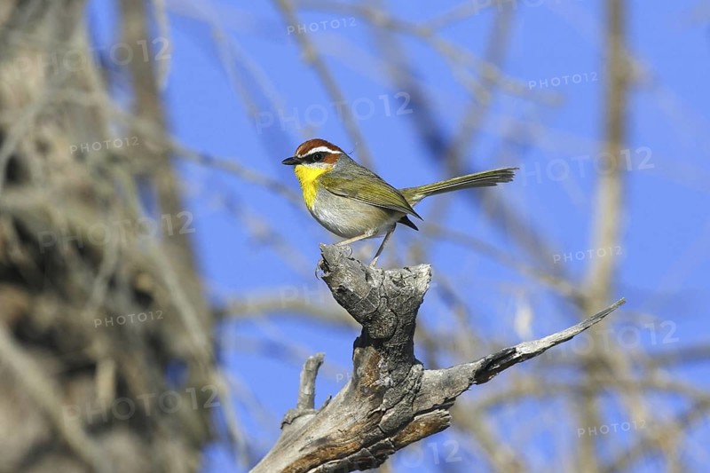 Rufous-capped Warbler Basileuterus rufifrons San Blas, Nayarit, MEXICO December Adult Parulidae
