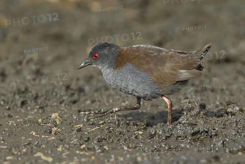 Spotless Crake (Porzana tabuensis), Queensland, Australia