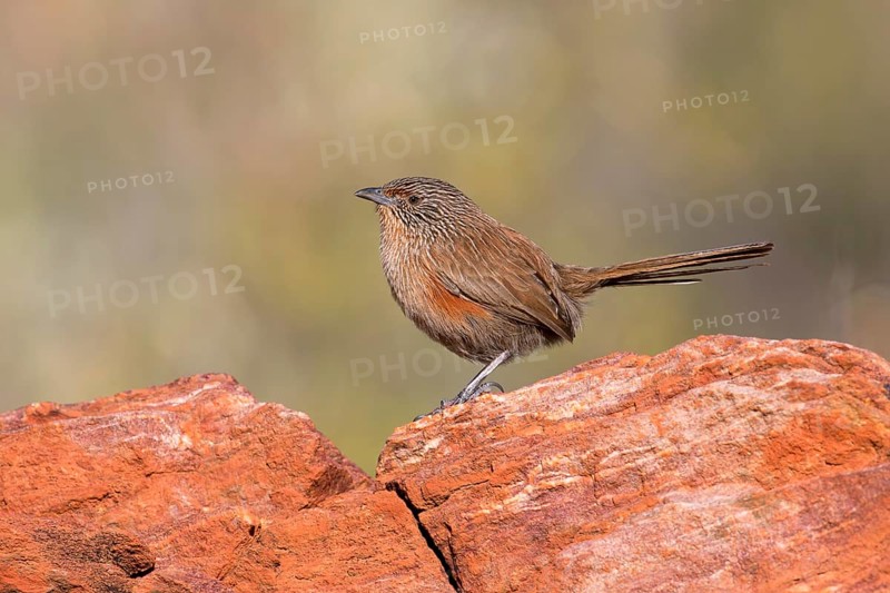 Dusky Grasswren (Amytornis purnelli) female, Northern Territory, Australia