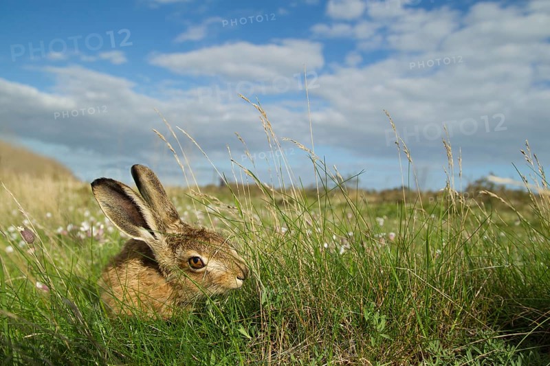 European brown hare (Lepus europaeus) juvenile baby leveret animal feeding in grassland in summer, Suffolk, England, United Kingdom
