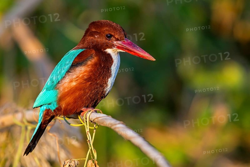 Brown kingfisher, (Halcyon smyrnensis), family of kingfishers, on perch, animals, birds, Israel