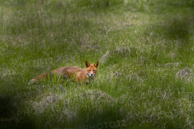 Slowly the red fox (Vulpes vulpes) circles my hiding place and tries to catch wind, which he finally succeeds in doing, hunting, luring, June, Denmark