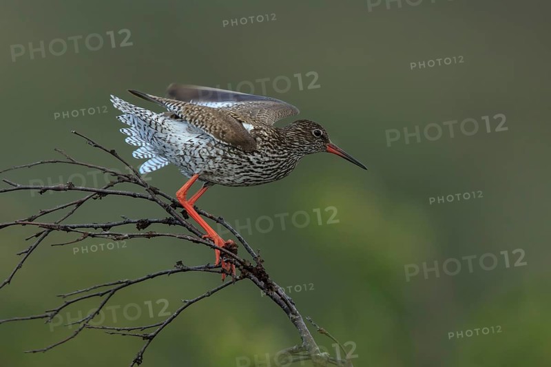 Common Redshank (Tringa totanus), Dalarna, Sweden