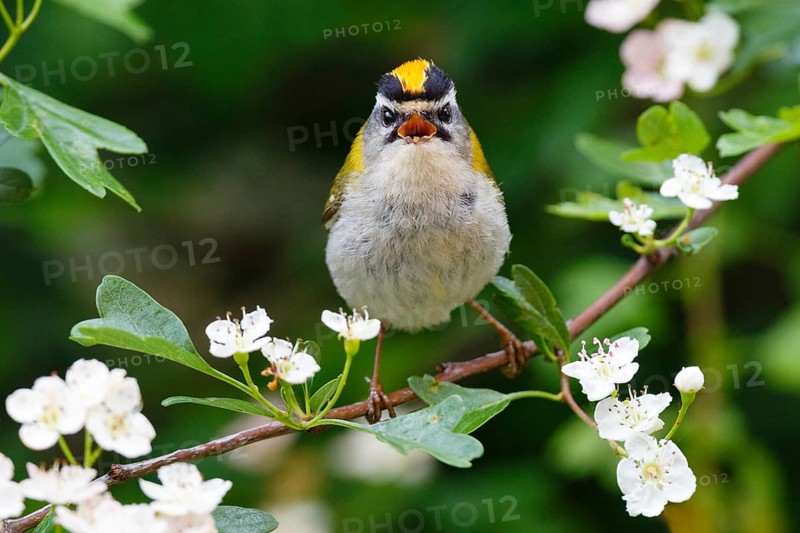 Common Firecrest (Regulus ignicapilla) singing, Asturias, Spain