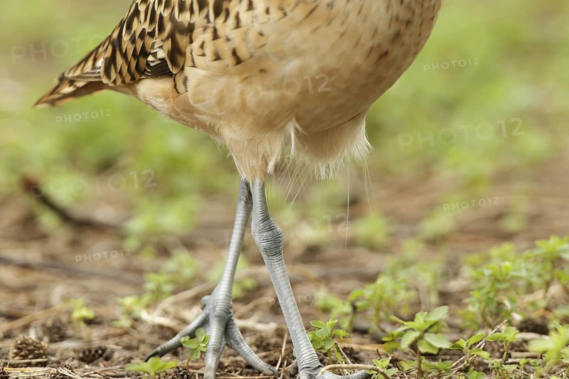 Bristle-thighed Curlew (Numenius tahitiensis), Hawaii, USA