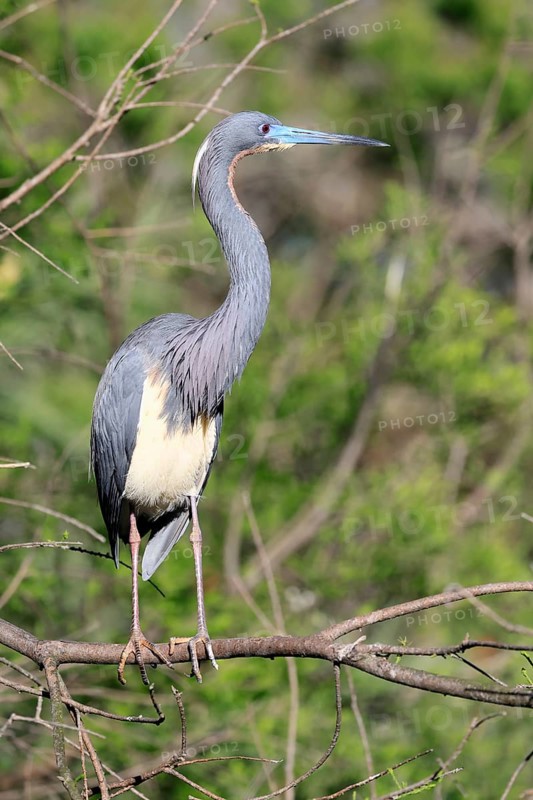 Tricoloured Heron (Egretta tricolor), adult, on tree, alert, St. Augustine, Florida, USA