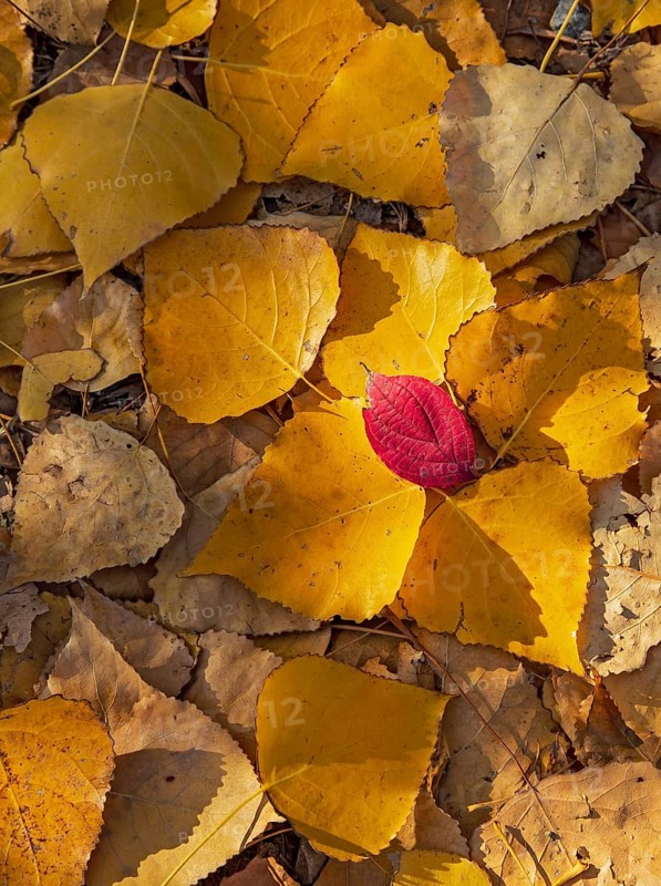 Bunter Laubhaufen am Boden mit gelben und roten Herbstblättern einer Pappel (Populus spec.) im Sonnenlicht, Heidelberg, Baden-Württemberg, Deutschland