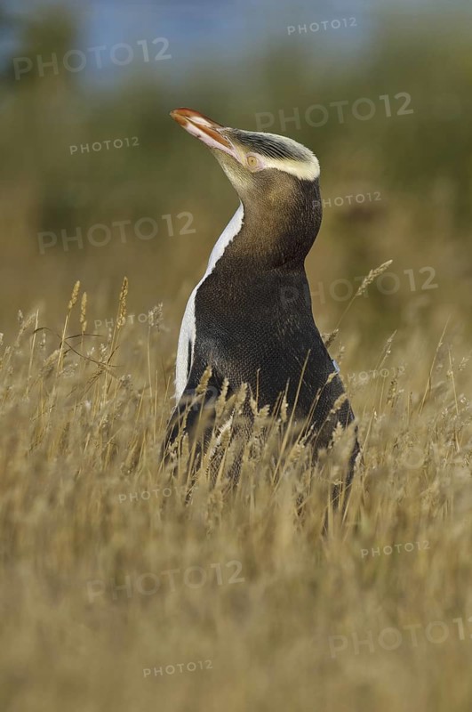 Yellow-eyed Penguin (Megadyptes antipodes), New Zealand