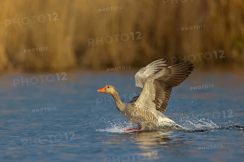 Greylag goose, Anser Anser, flight photo, lateral, Wagbachniederung, Wagh‰usl, Baden-W¸rttemberg, Germany