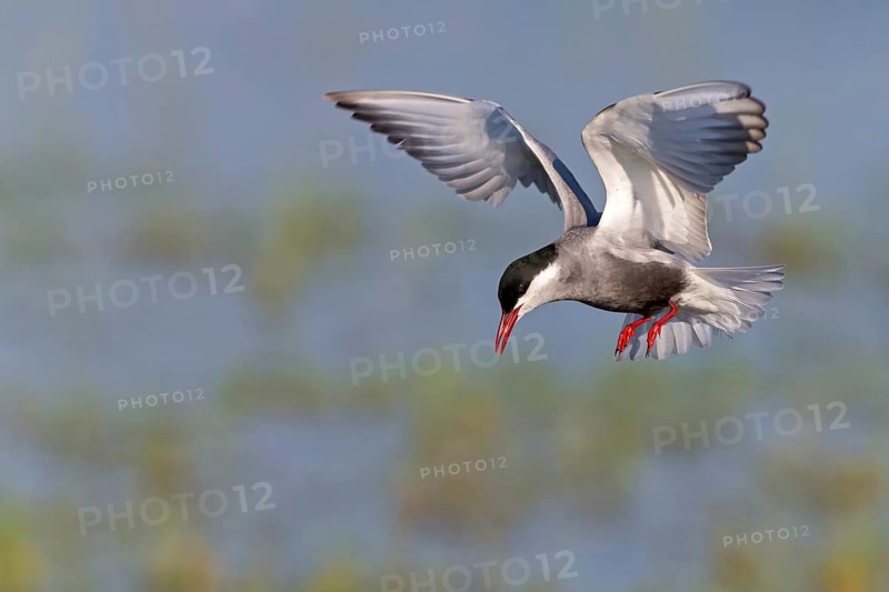 White-bearded Tern, (Chlidonias hybridus, Chlidonias hybrida, family of terns, flight, biotope, habitat, foraging, prey, dive, hunting fish, Lake Neusiedl, Illmitz, Burgenland, Austria