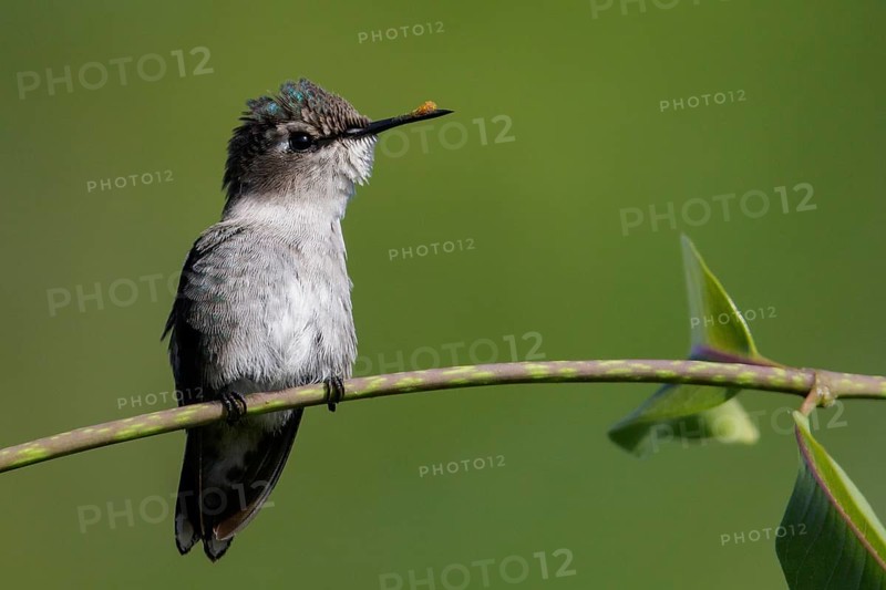 Bee Hummingbird (Mellisuga helenae) perched on a branch in Cuba